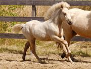 Lysir von Heidmoor c